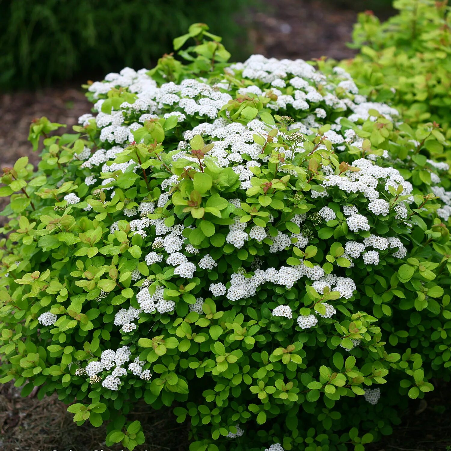 Спирея декоративные кустарники фото. Спирея березолистная Spiraea betulifolia. Спирея березолистная (Spiraea betulifolia `Island`).