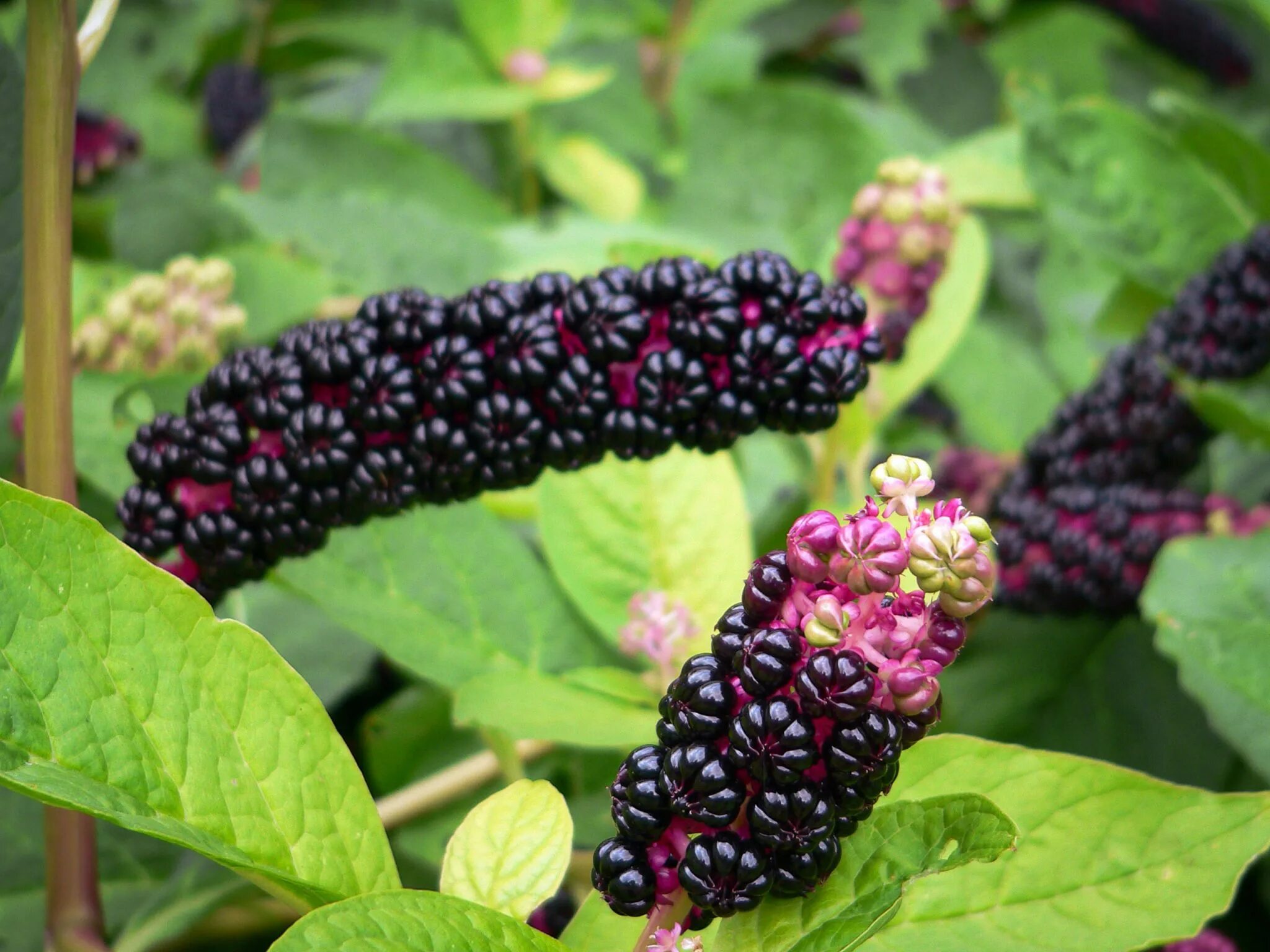 Фитолакка Phytolacca. Лаконос кустарник. Лаконос американский.