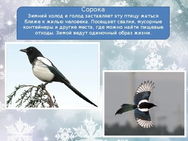 Гони холод. И холод и голод предложения. В лютый зимний холод всякая птица спешит к жилью. Зимние изменения в жизни людей. Зимой в лютый зимний холод всякая птица спешит к жилью человека.