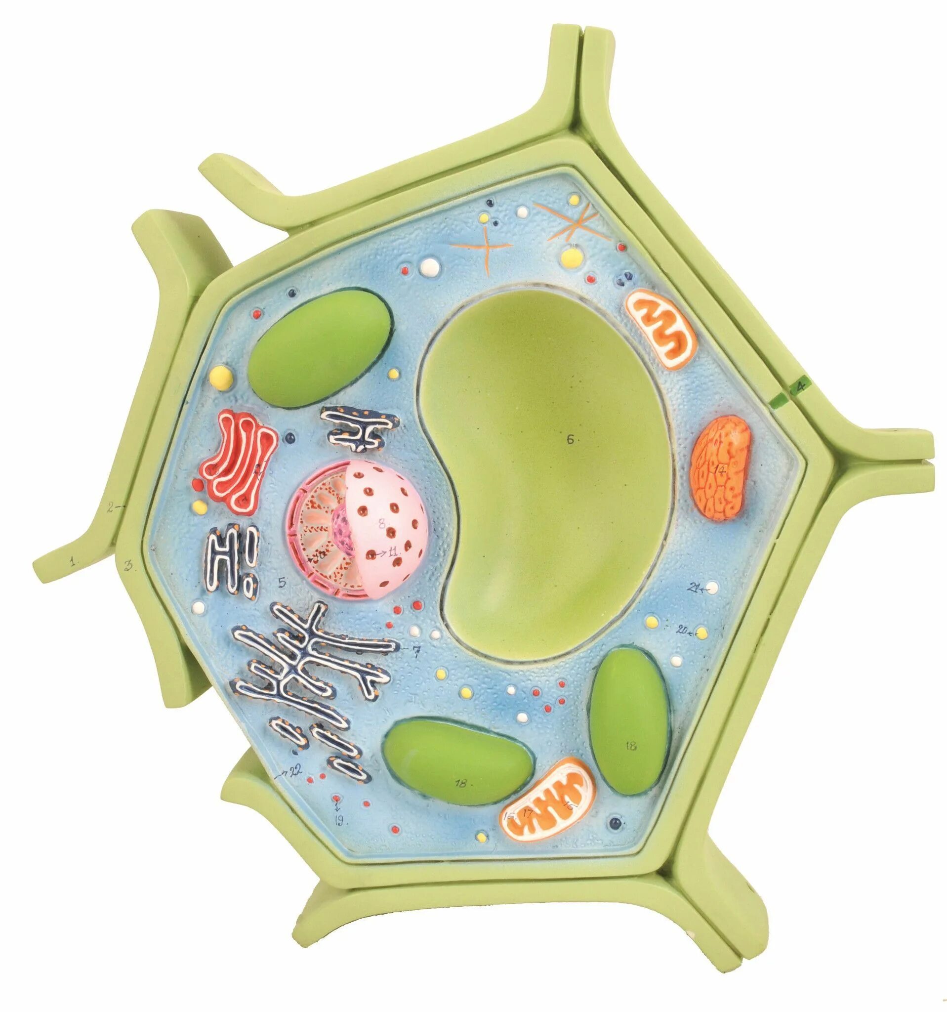 Клетка 5. Модель клетки растения биология 5 класс. Модель растительной клетки 5 класс биология. Макет строения растительной клетки биология 5. Объёмная модель растительной клетки 5 класс биология.
