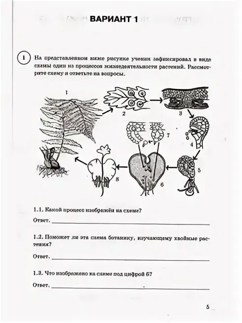 Впр биология 6 класс вариант ответы. Впр биология 6 класс вариант ответы