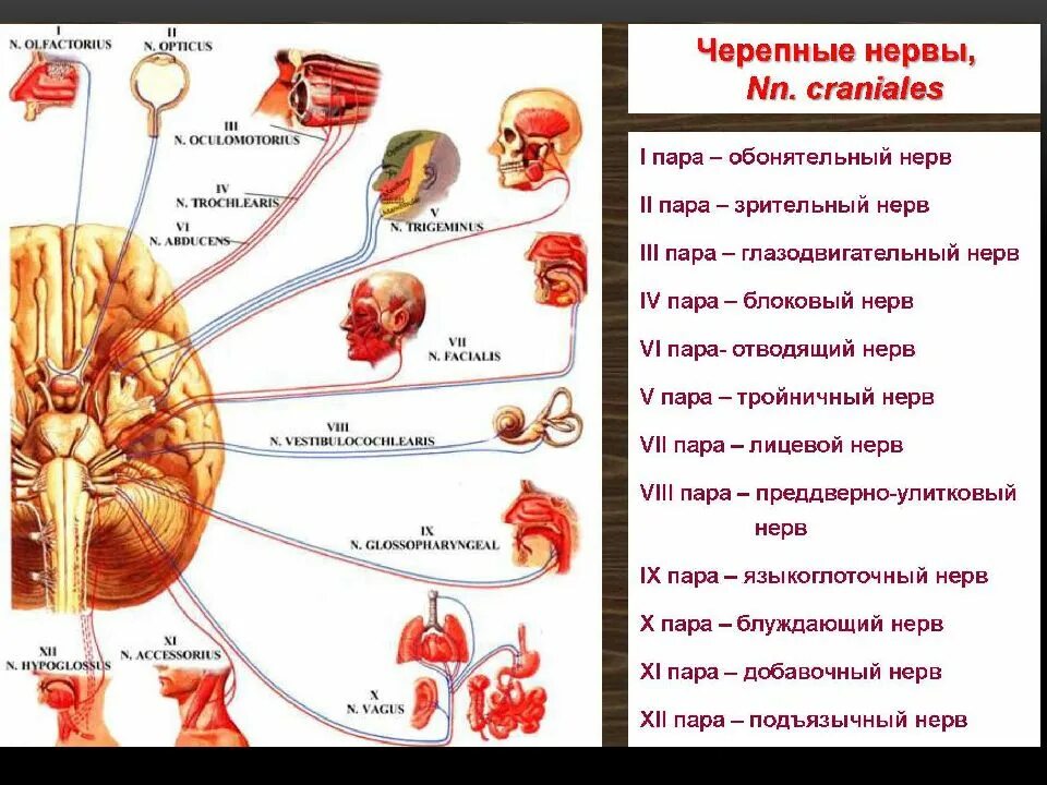 Иннервация черепных нервов