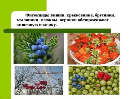 Продукты выделяющие