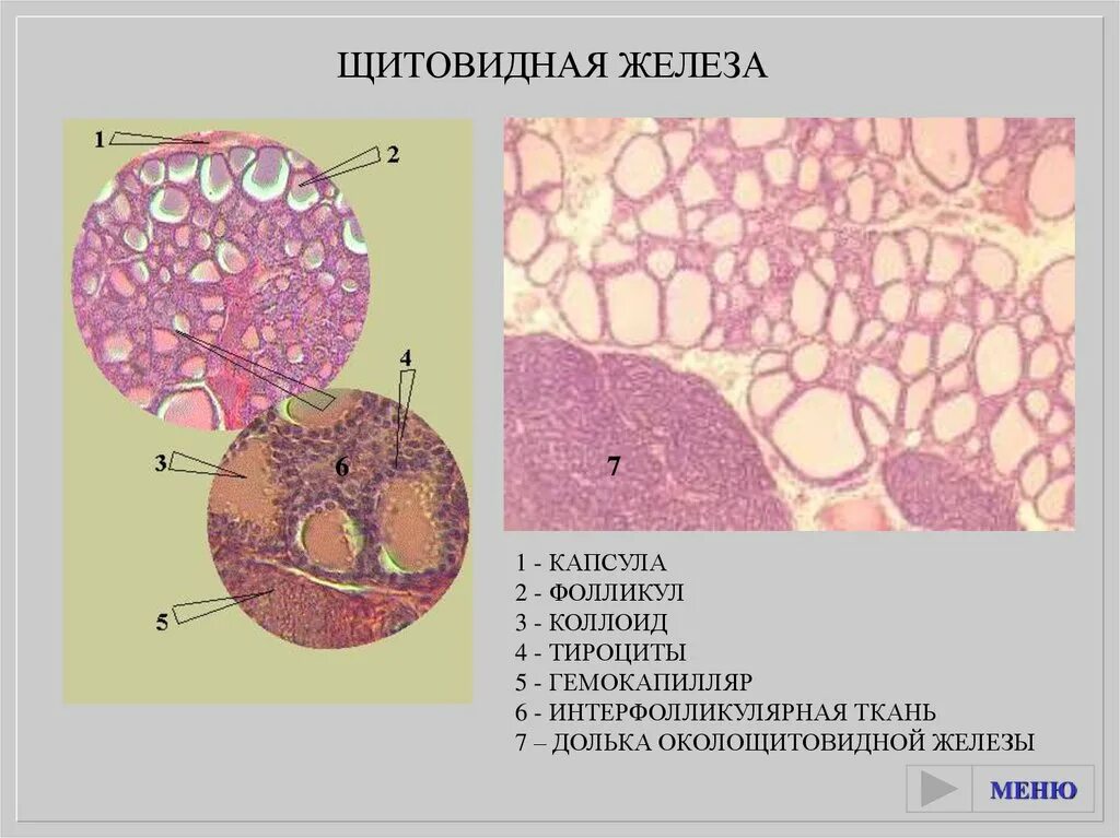 Фолликул щитовидной железы что это. Клетки щитовидной железы гистология. Щитовидная железа гистология препарат. Паращитовидная железа гистология.