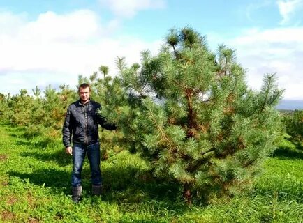 Сосна 5 букв