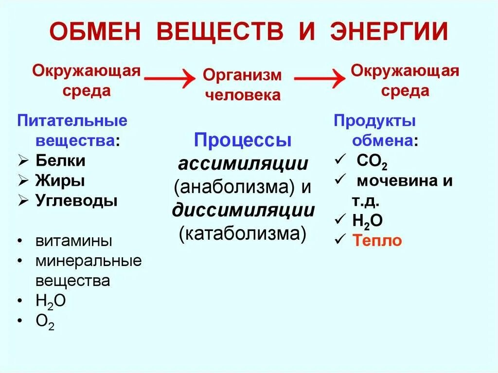 Неорганический обмен веществ. Обмен неорганических веществ?. Функции неорганических веществ плазмы крови. Реакции лежащие в основе образования костной ткани. Схемы обмена органических веществ в организме человека.