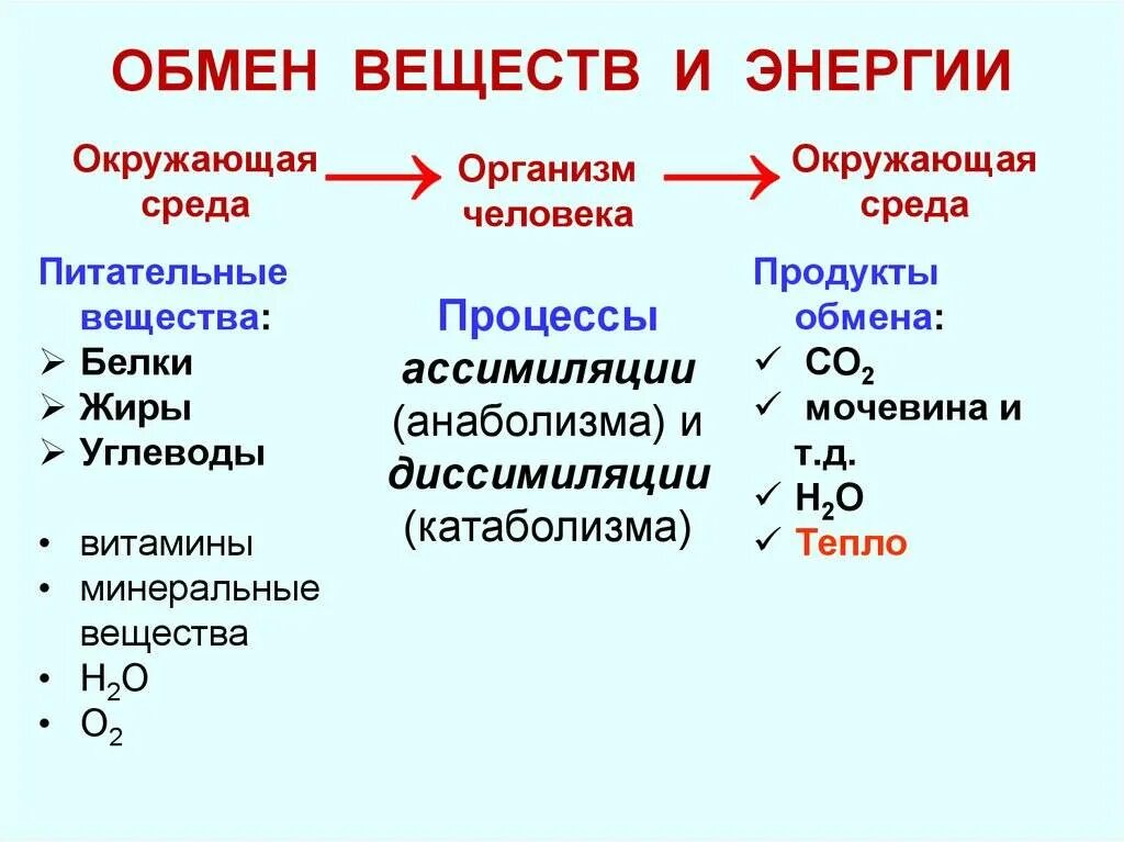 Обмен веществ человека биология. Схемы обмена органических веществ в организме человека. Обмен веществ и энергии обменные процессы в организме. Обмен веществ и энергии витамины. Обмен энергии в организме.