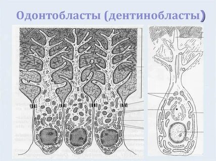Одонтобласты пульпы