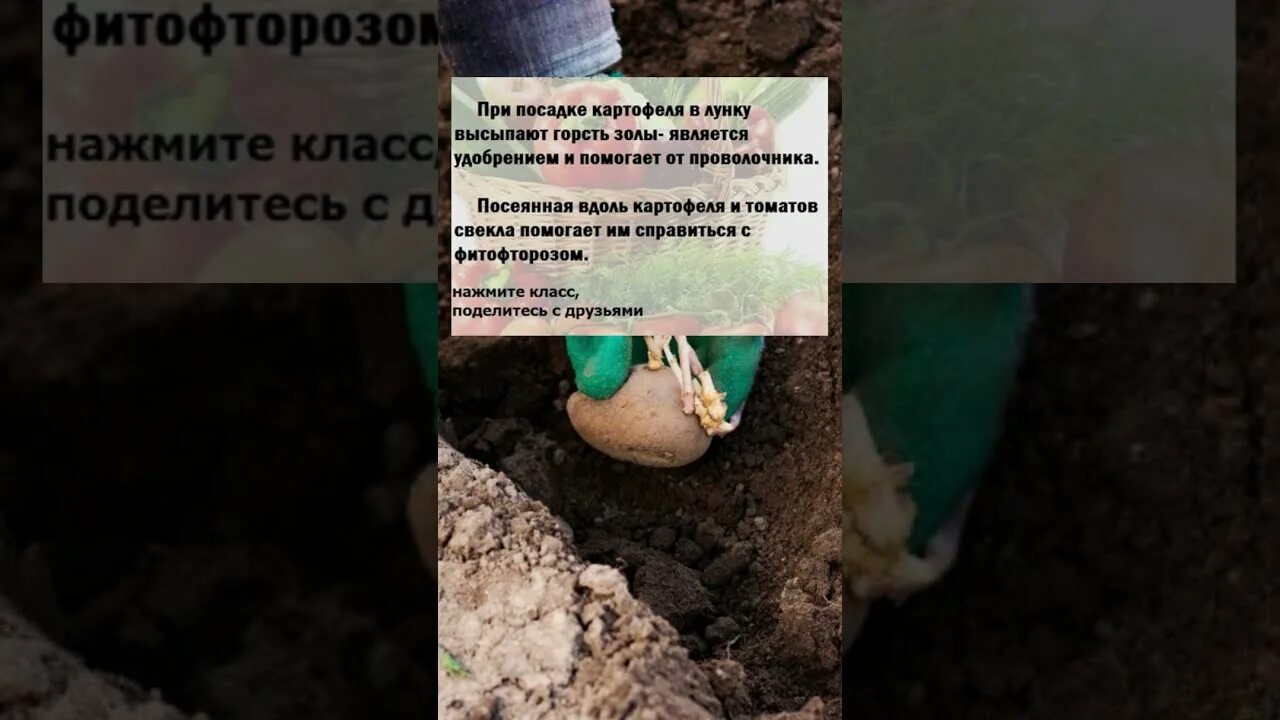 Лунки для помидор. Что класть в лунку при посадке картошки для хорошего урожая. Что положить в лунку при пересадке томатов. Что положить в лунку при посадке. Лунки для рассады помидор.