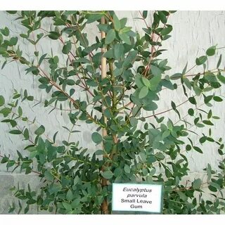 Small leaved