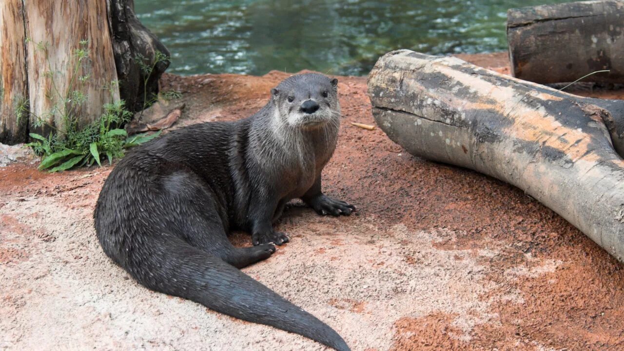 North American River Otter. Otter Bash. Выдра рисунок. Калан животное фото. Common animal