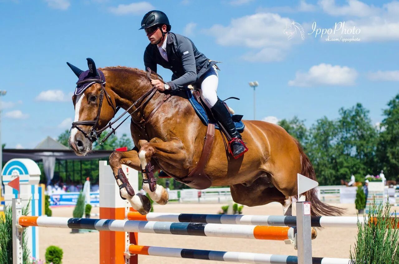 тренер берейтор. берейтор лошадей. тренированная именитым берейтором лошадь. тренер берейтор. берейтор.