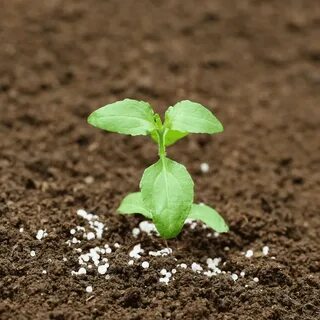 Fertilizer plant