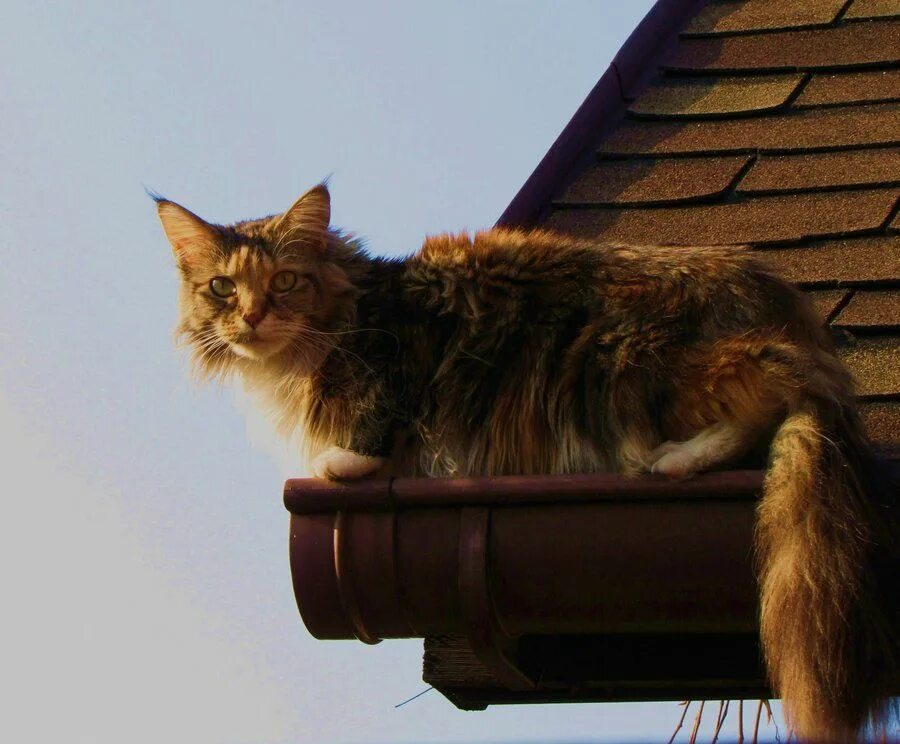 Кошка. Кот на крыше. Рыжий кот на крыше. Кошки на крышах домов. Кот на карнизе