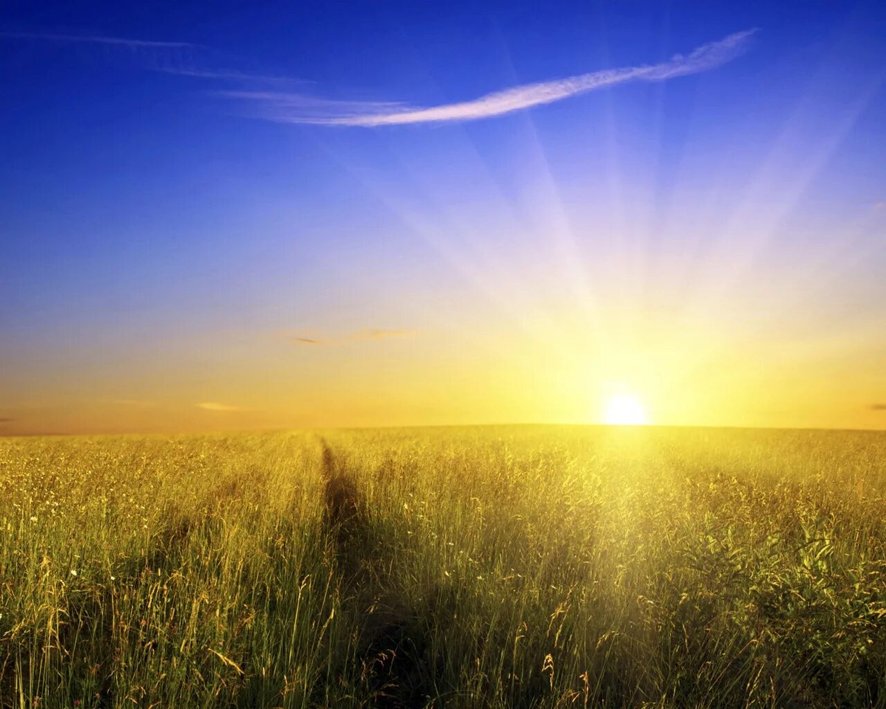 Будет ясный новый день. Солнечное небо. Природа солнце. Поле солнце. Яркое солнце.