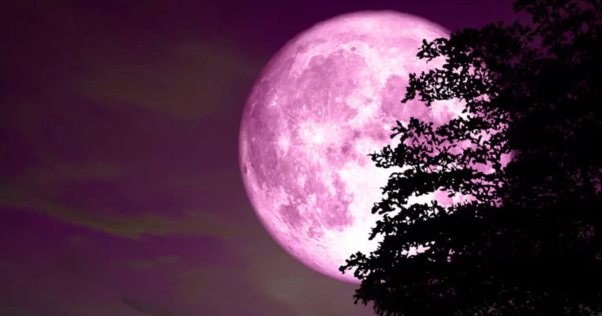Одинокая луна розовая. Розовая Луна. Рощовая Луня. Полнолуние розовая Луна. Фиолетовая Луна.