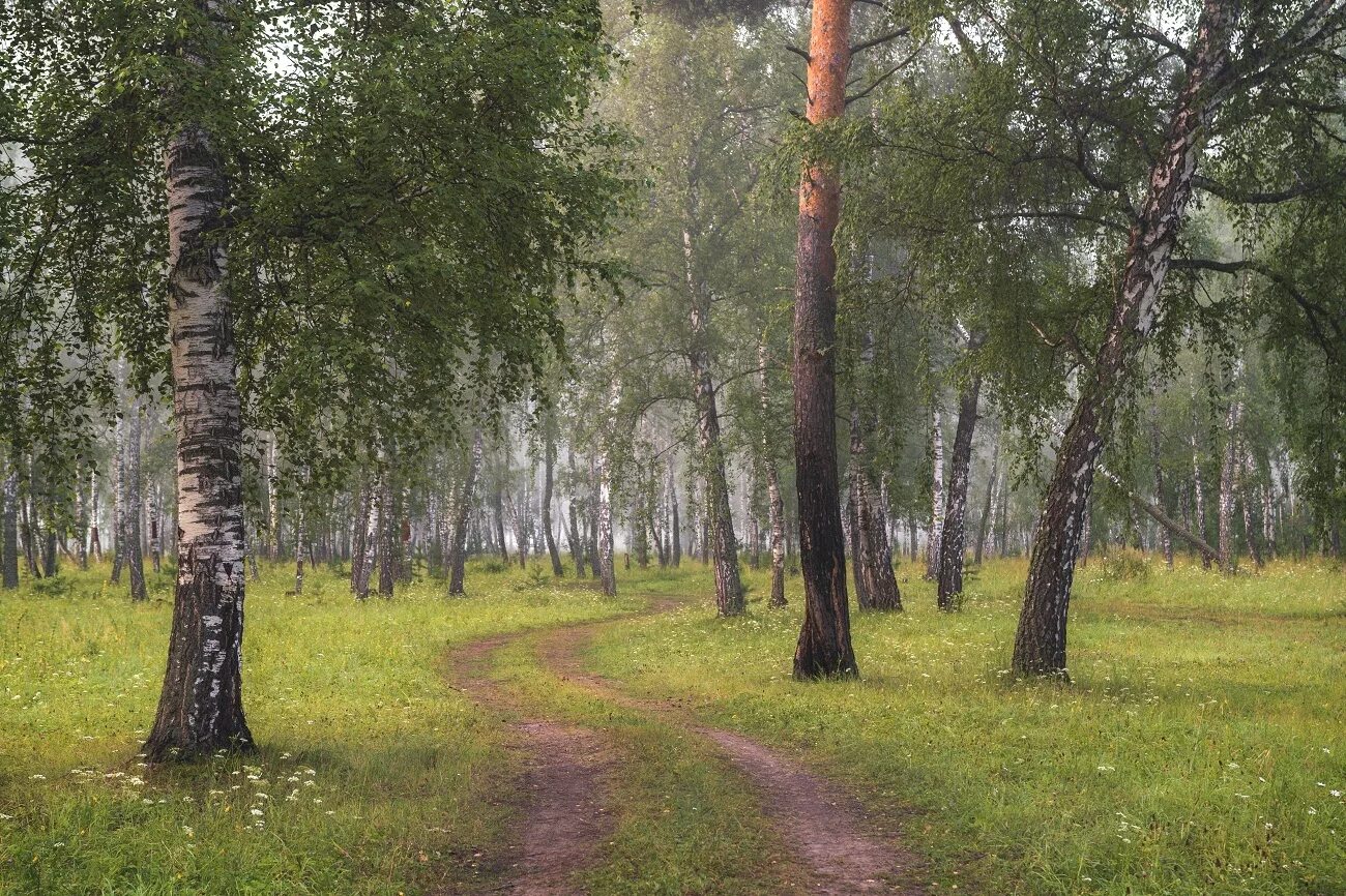 Березово Сосновый лес. Сосново-Березово-осиновый лес. Берёзовая роща Сосновый Бор. Березово-осиновый лес. Березовая ель