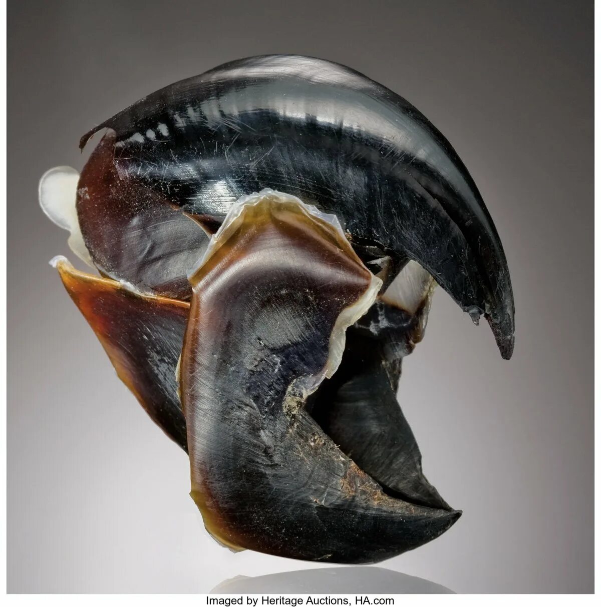 Гигантский кальмар dosidicus gigas. Клюв осьминога фото. Клюв гигантского кальмара. Головоногие моллюски клюв. Клюв гигантского кальмара.