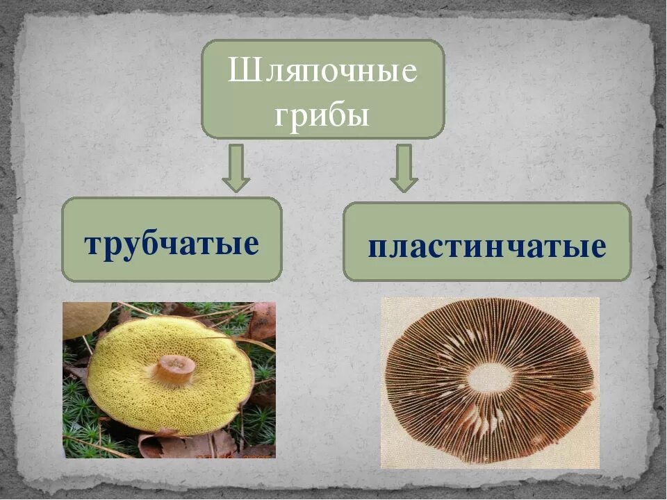 Шляпочные грибы трубчатые и пластинчатые. Шляпочные трубчатые грибы Шляпочные пластинчатые грибы. Шляпочные грибы строение трубчатые и пластинчатые. Шляпочные трубчатые. Представители трубчатых