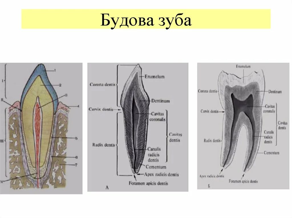 Строение зуба. Будова зуба. Схематическое строение зуба. Строение зуба анатомия.