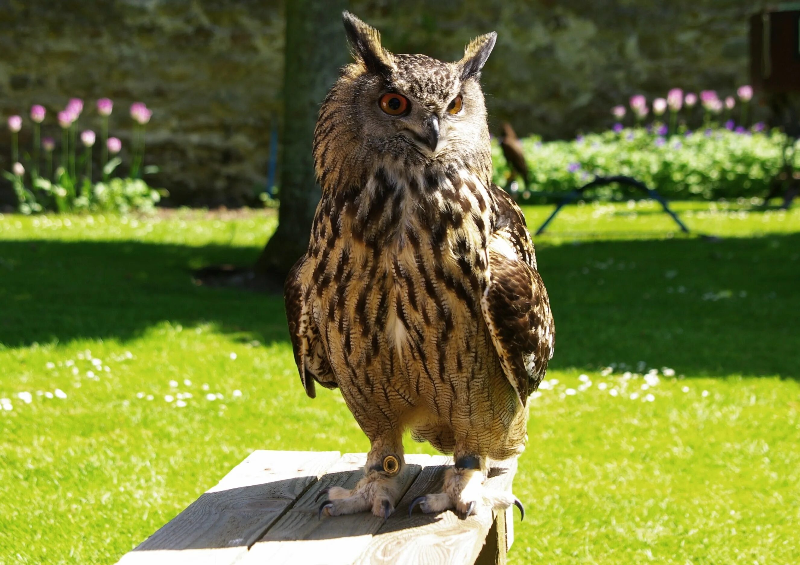 Филин Bubo. Филин Бубо-Бубо. Большая рогатая Сова Бубо-Бубо. Филин Bubo Bubo фото. Самые большие совы филины