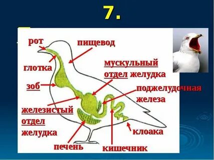 Функции пищеварительной системы птиц 7 класс