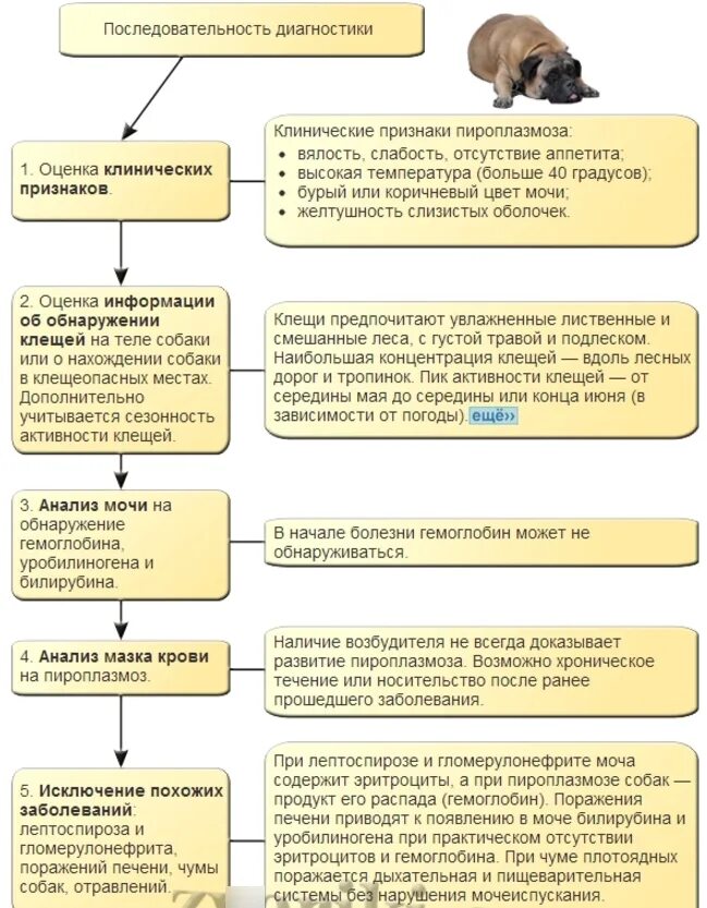 Пироплазмоз после лечения. Пироплазмоз у собак схема заражения. Пироплазмоз слизистые. Схема терапии пироплазмоза у собак. Схема лечения пироплазмоза протокол.