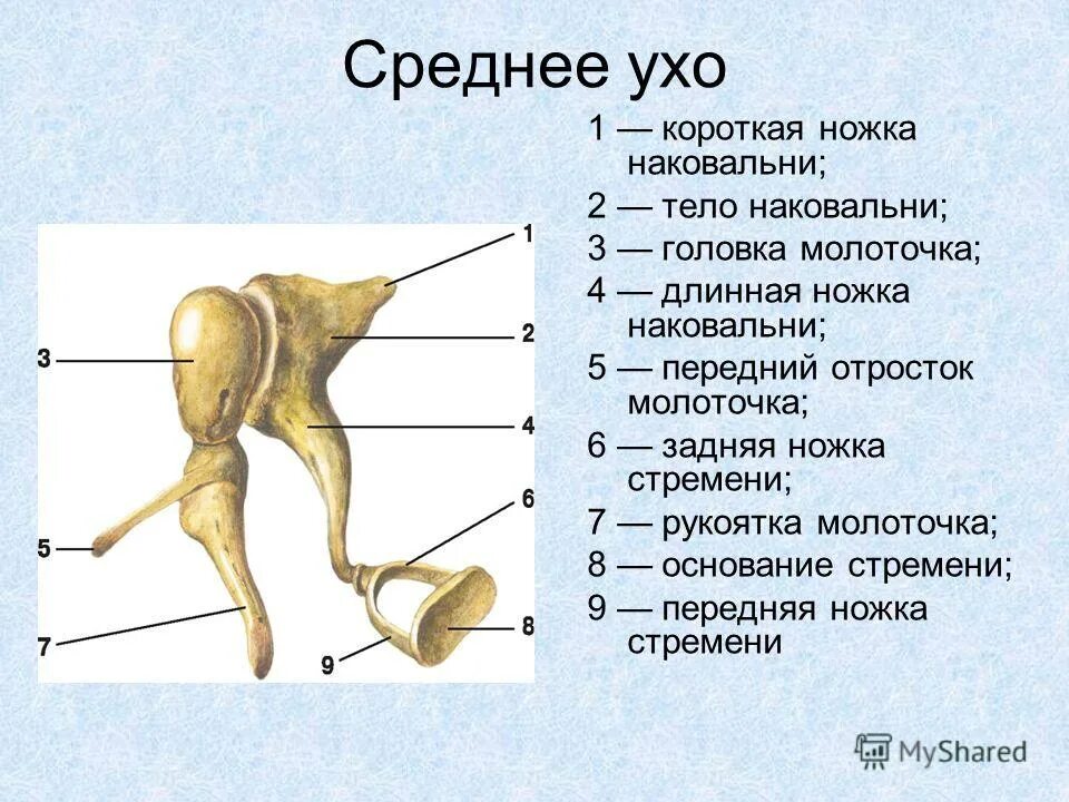 В среднем ухе расположены органы