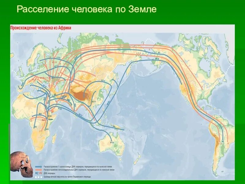 Включи расселение. Расселение людей на земле. Карта расселения людей. Расселение человека по земле. Пути расселения человека.