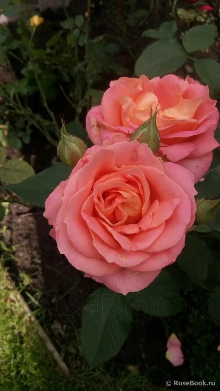 роза ориент экспресс. розы вашей мечты отзывы. роза сорт инглиш гарден. роза ист вояджер. роза парковая ламбада.