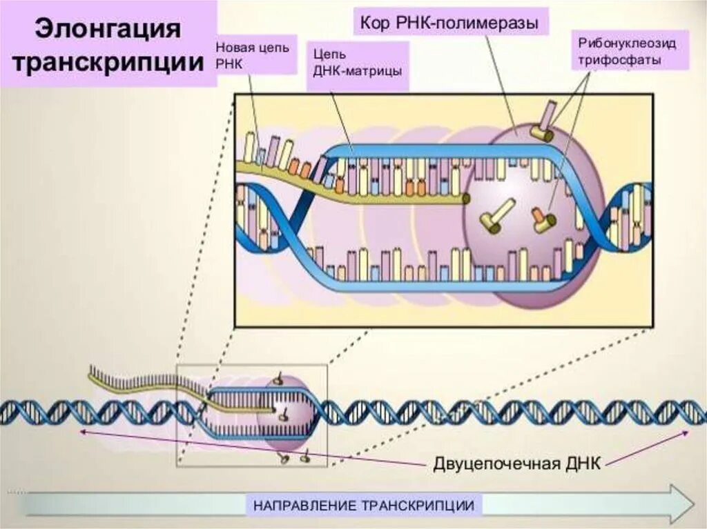 Элонгация транскрипции. Элонгация транскрипции у эукариот. Транскрипция РНК элонгация. Процесс элонгации транскрипции. Центральная Догма молекулярной биологии матричный Синтез.