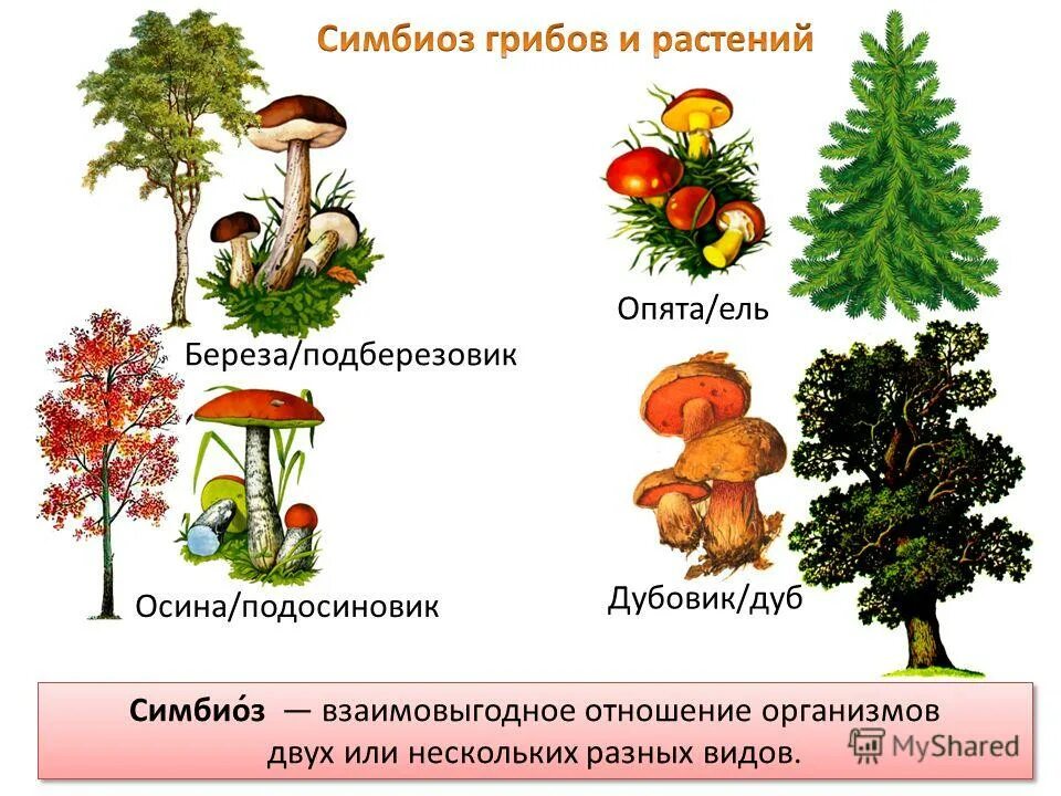 Подберезовик и береза симбиоз. Подберезовик и береза симбиоз