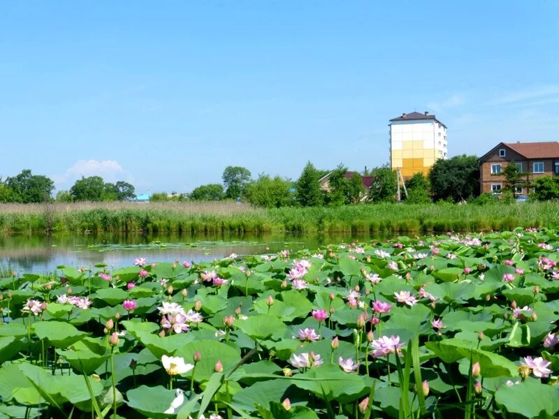 междуречье уссурийск фото. междуречье уссурийск на карте. уссурийск междуречье. междуречье уссурийск озеро с лотосами. уссурийск междуречье.