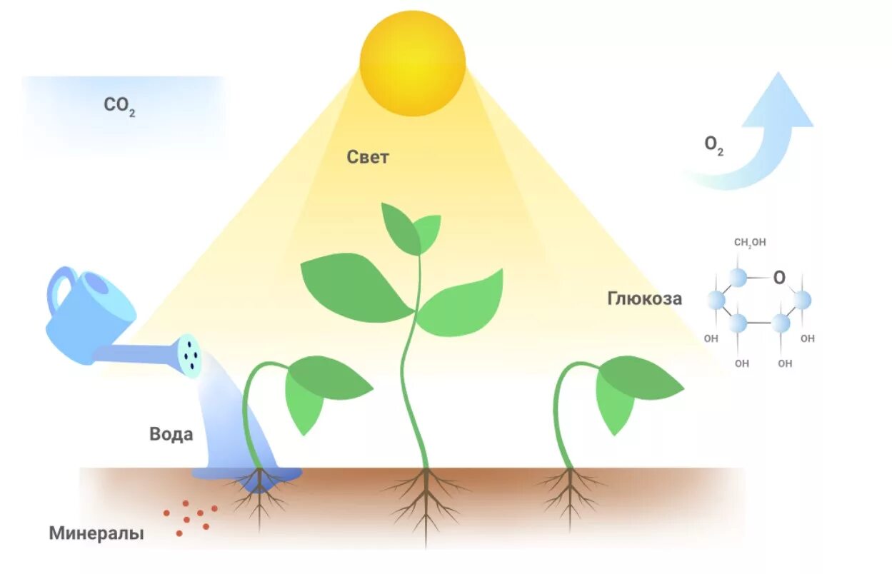 Влияние освещения на растения. Схема роста растения. Свет влияет на растения. Важность света для растений. Как влияет вода на рост растения