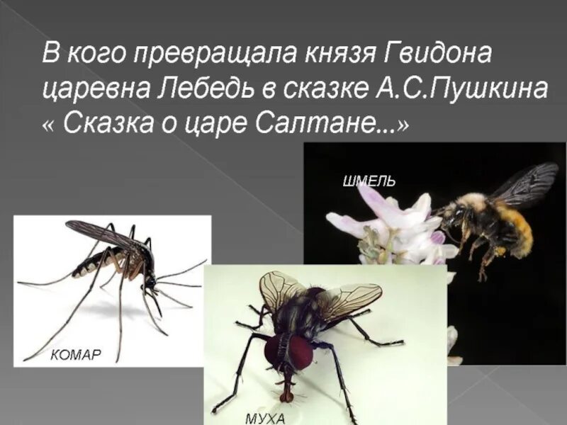 В каких насекомых превращался царь гвидон. Князь гвидон комар муха шмель. комар муха шмель. в кого превращался гвидон в сказке. князь гвидон комар.