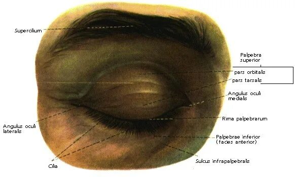 Где край века. Внутренняя поверхность века.