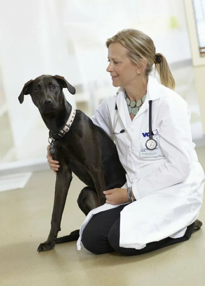 Veterinarian Clinics USA. Veterinary Clinic in USA. Группа ветеринар