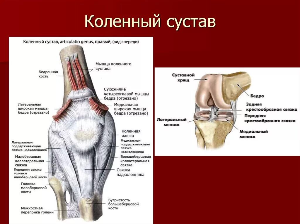 Строение коленного сустава вид спереди. Коленный сустав анатомия строение кости. Коленный сустав строение связки коленного сустава.