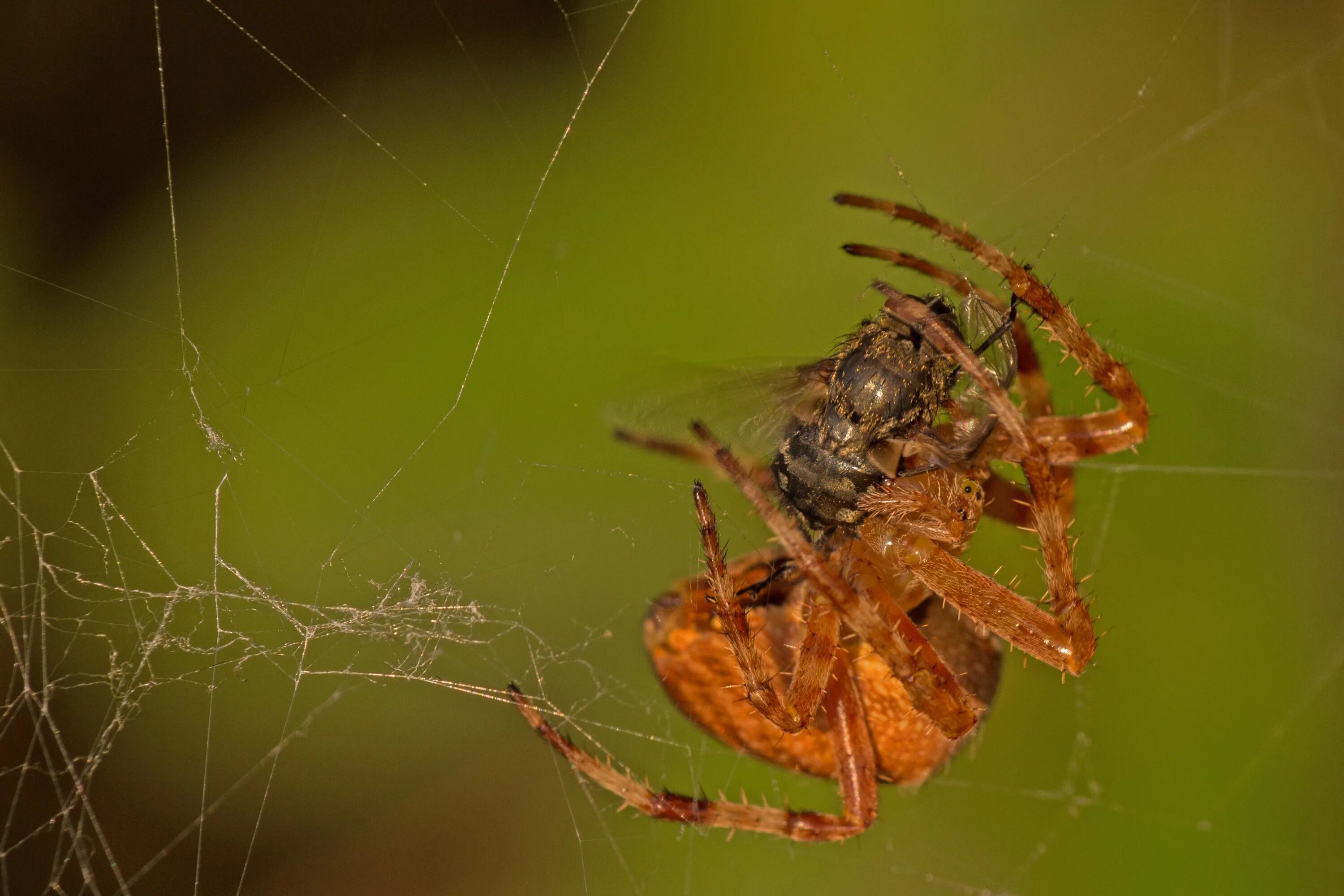 Паукообразные. Насекомые похожие на пауков. Летающий паук комар. Паук с добычей.