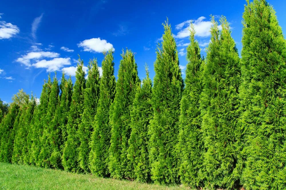 Стройный как кипарис. Кипарис вечнозеленый (cupressus sempervirens). туя западная smaragd. туя пирамидальная смарагд. туя лесная.