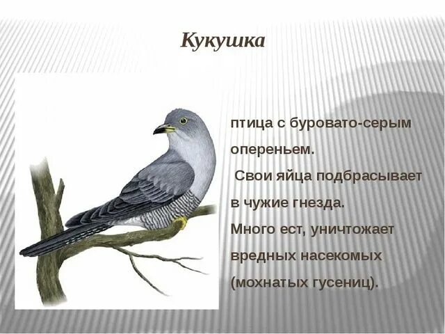 Рассказ о жизни кукушки. Перелетные птицы. Кукушка описание для детей. Кукушка презентация для детей. Небольшой рассказ о кукушке.