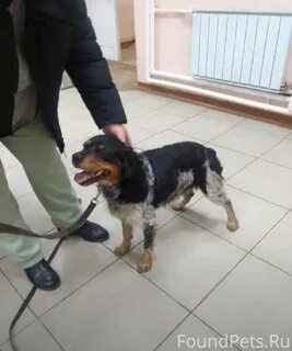 Спаниели екатеринбурга