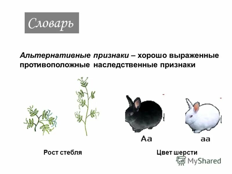 Альтернативные признп. Альтернативные признаки. Альтернативные признаки в генетике это. Альтернативные признаки примеры. Чистые линии с альтернативными признаками