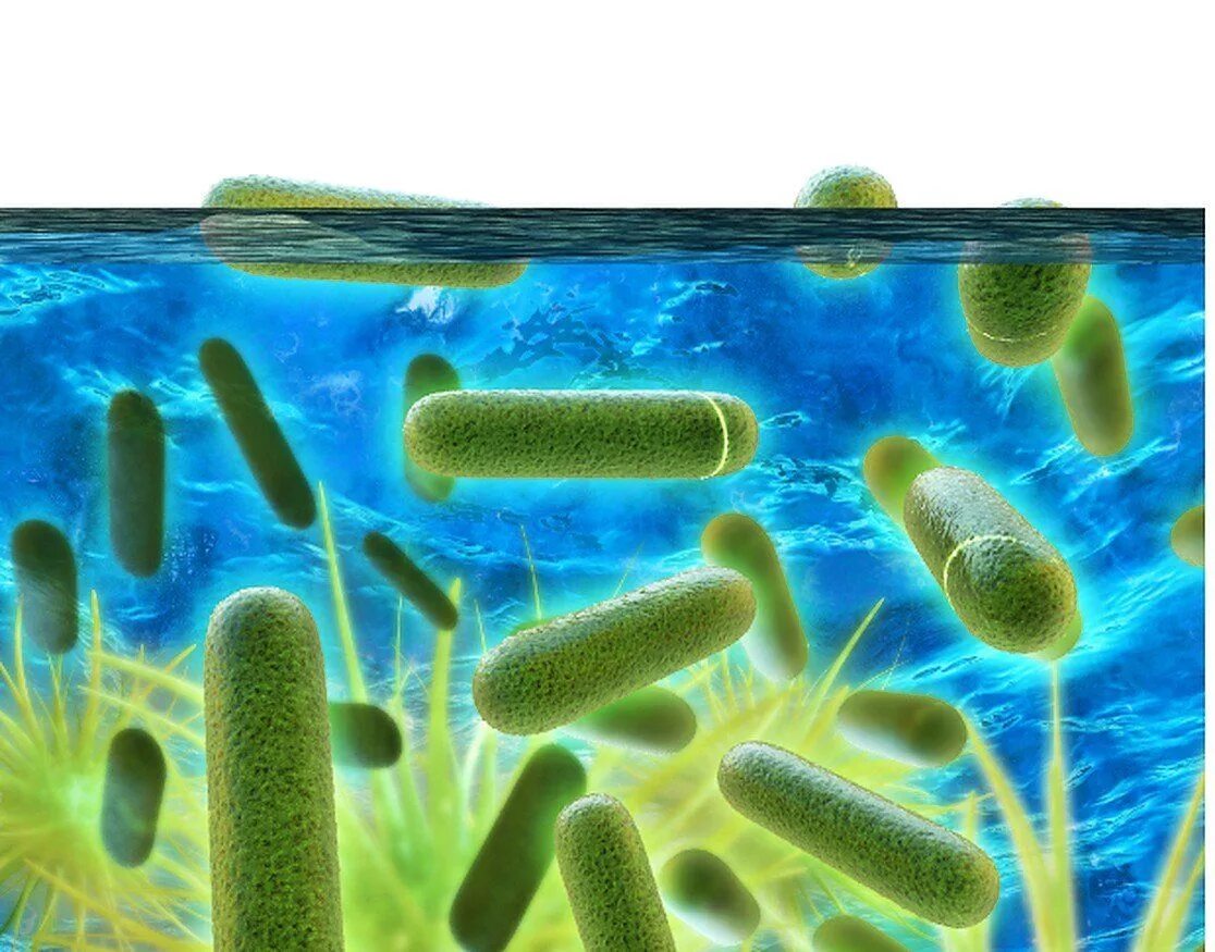 Какая среда жизни населена бактериями грибами водорослями. Legionella pneumophila микробиология. Возбудитель легионеллы. Бактерии легионеллы. Легионелла пневмофила морфология.