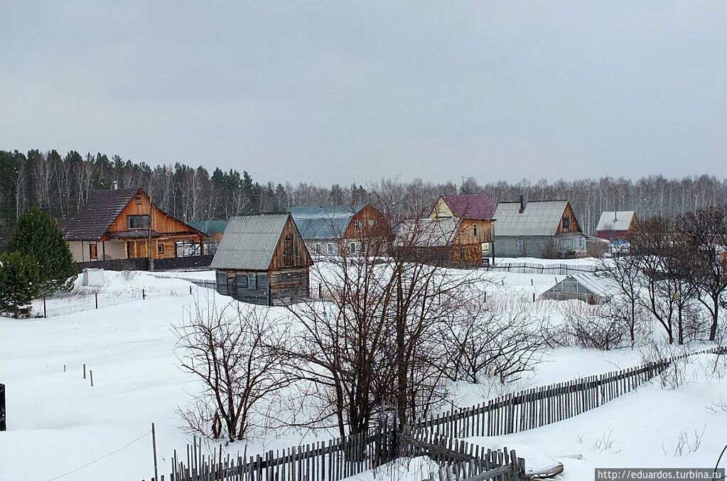 Вечерницы красноярский край. Сибирская ночница. Ушан вечерница ночница. Вечерницы красноярский край. Рыжая вечерница.