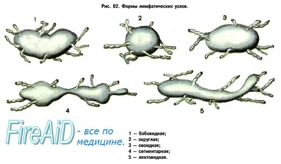 Лимфатический узел как орган классификация лимфатических узлов Характеристика лимфоузлов: найдено 88 изображений