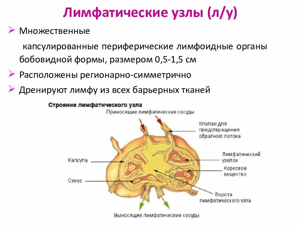 Лимфатический узел имеет. Строение лимфатического узла иммунология. Структура ЛИМФАТИЧСКАЯ узла иммунологии. Схема строения лимфатического узла иммунология. Строение лимфатического узла анатомия.