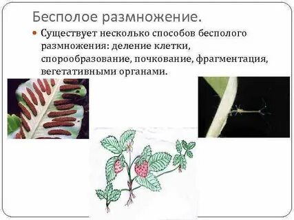 Поддержание бесполого поколения