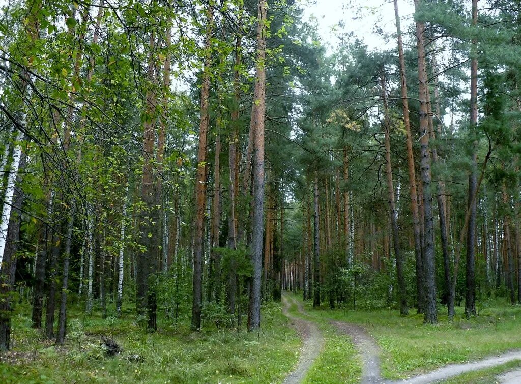 русский лес школьная