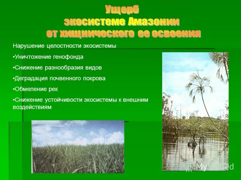 устойчивость экосистемы экваториального леса определяется